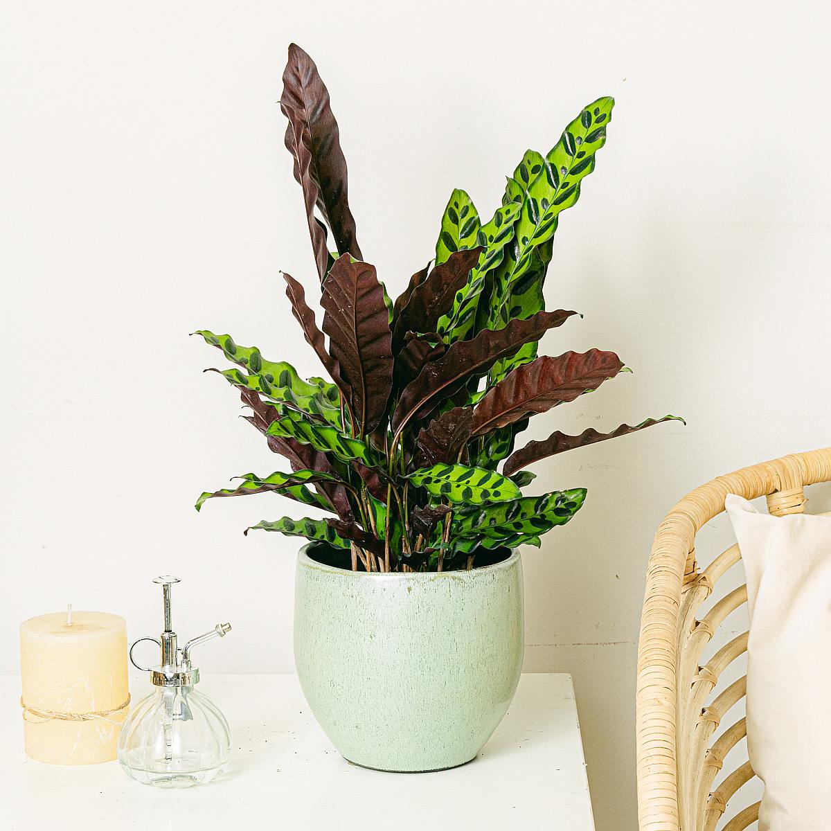 Calathea Insigne picture 2