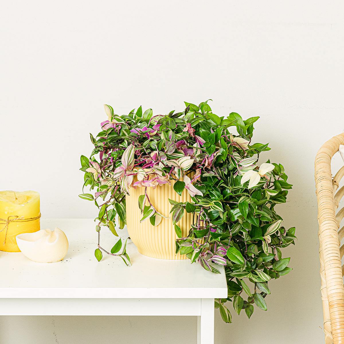 Tradescantia Fluminensis Quadricolor picture 0