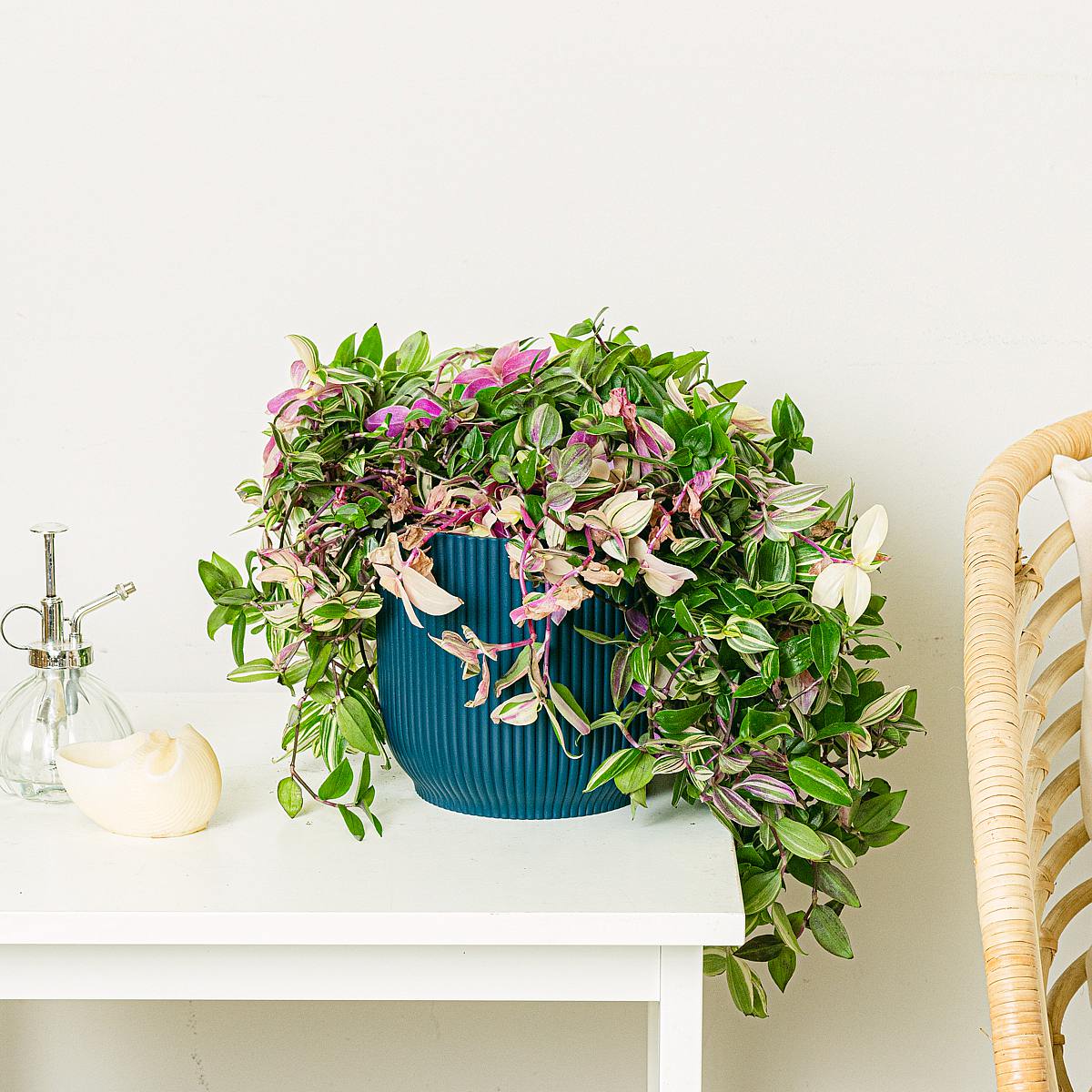 Tradescantia Fluminensis Quadricolor picture 2