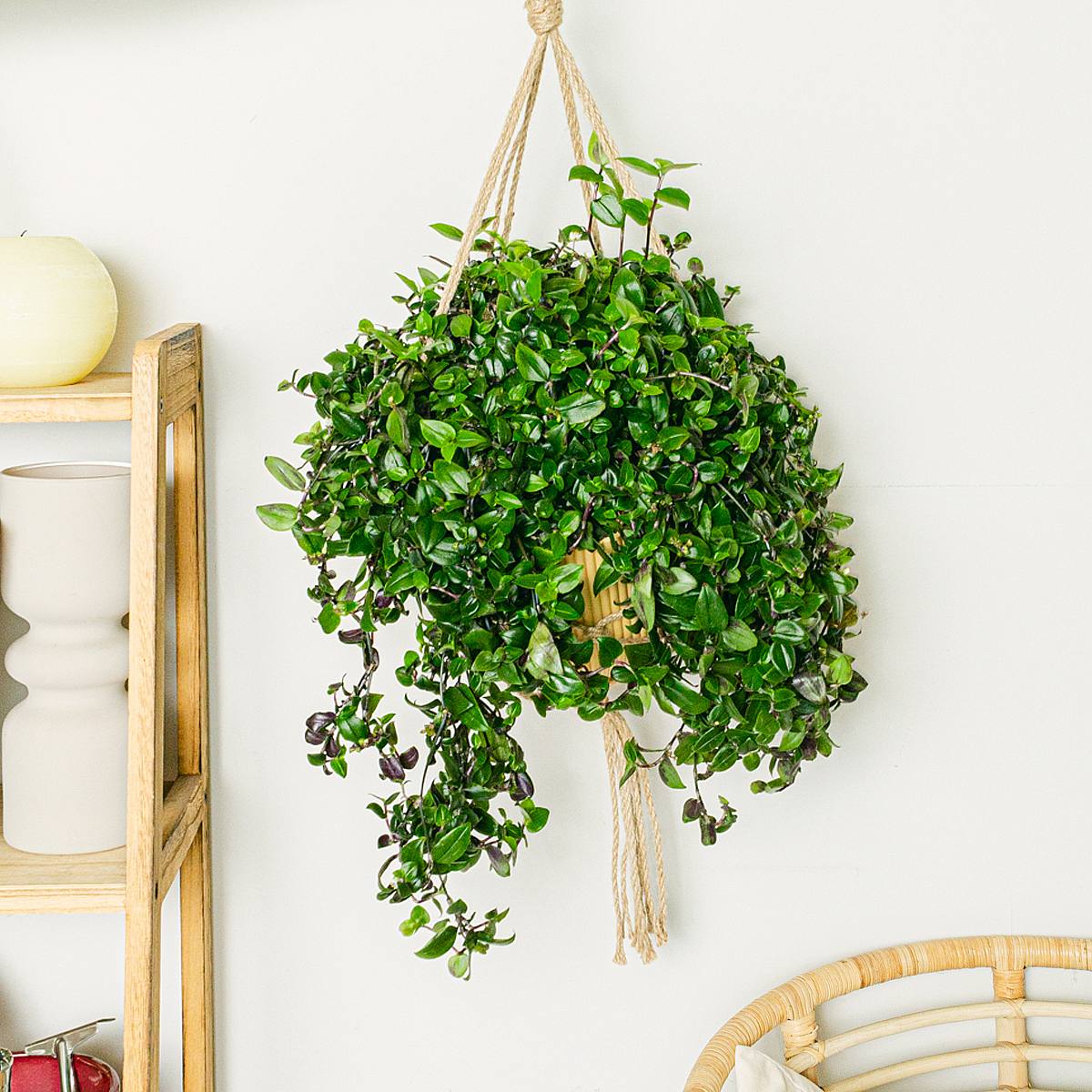 Tradescantia Green Hill picture 2