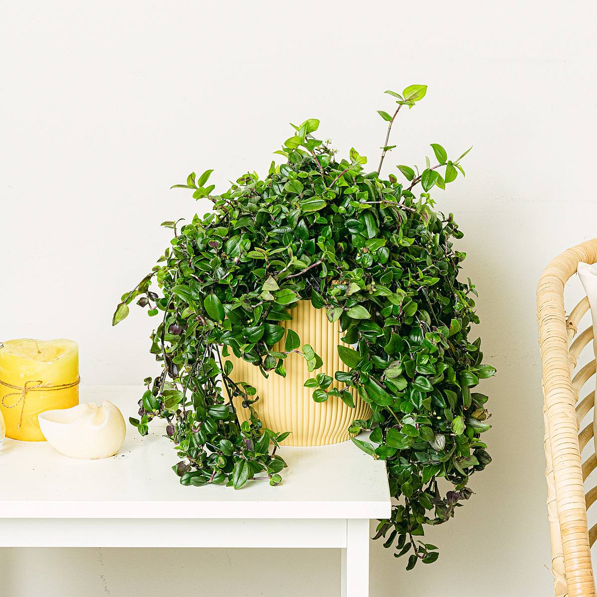 Tradescantia Green Hill picture 1