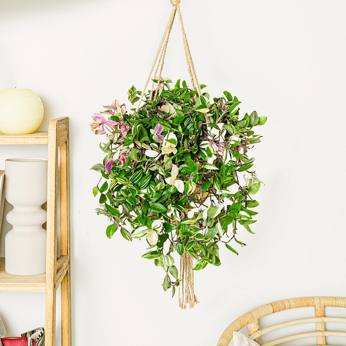 Tradescantia Fluminensis Quadricolor picture 3