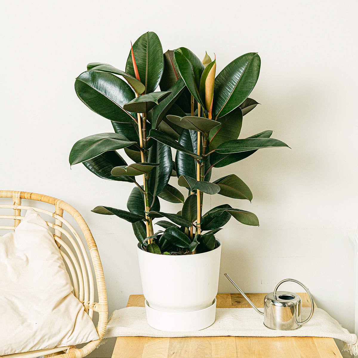 Ficus Elastica Abidjan picture 1