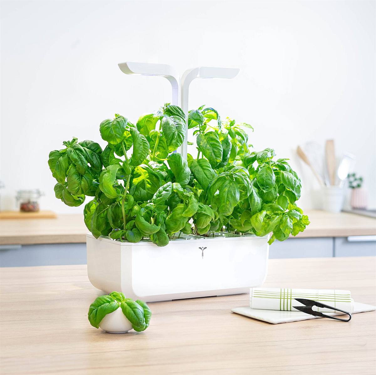 Basil lingot picture 2