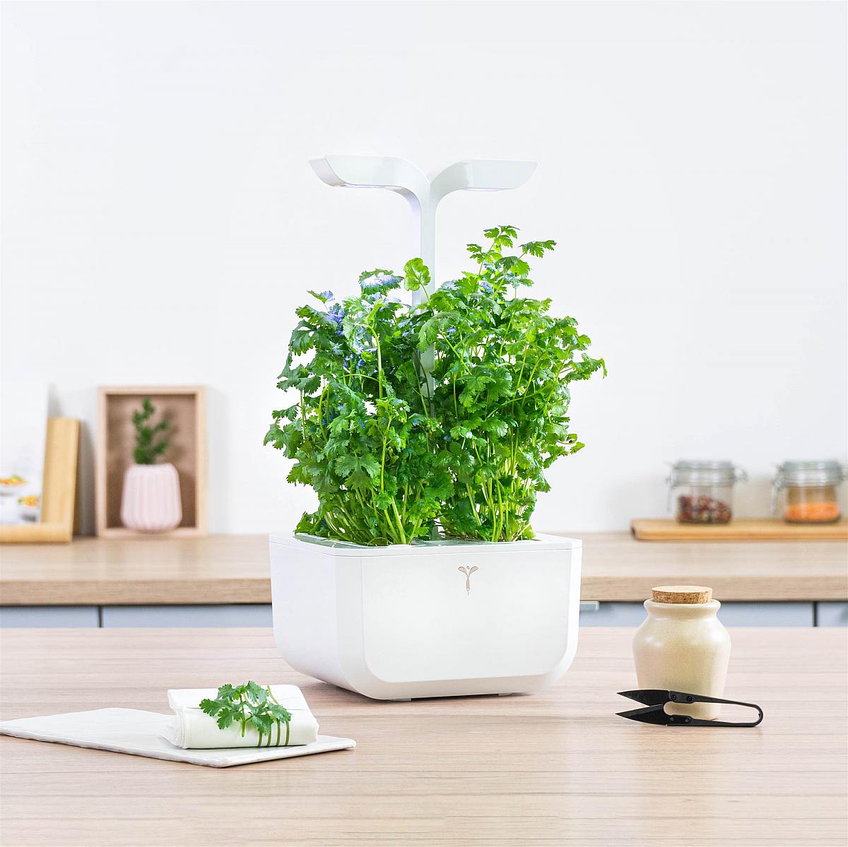 Coriander Lingot picture 2