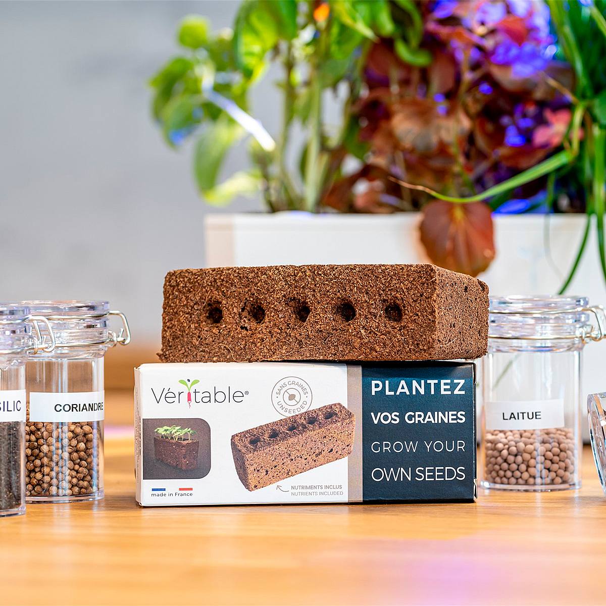 Lingot Seedless picture 1