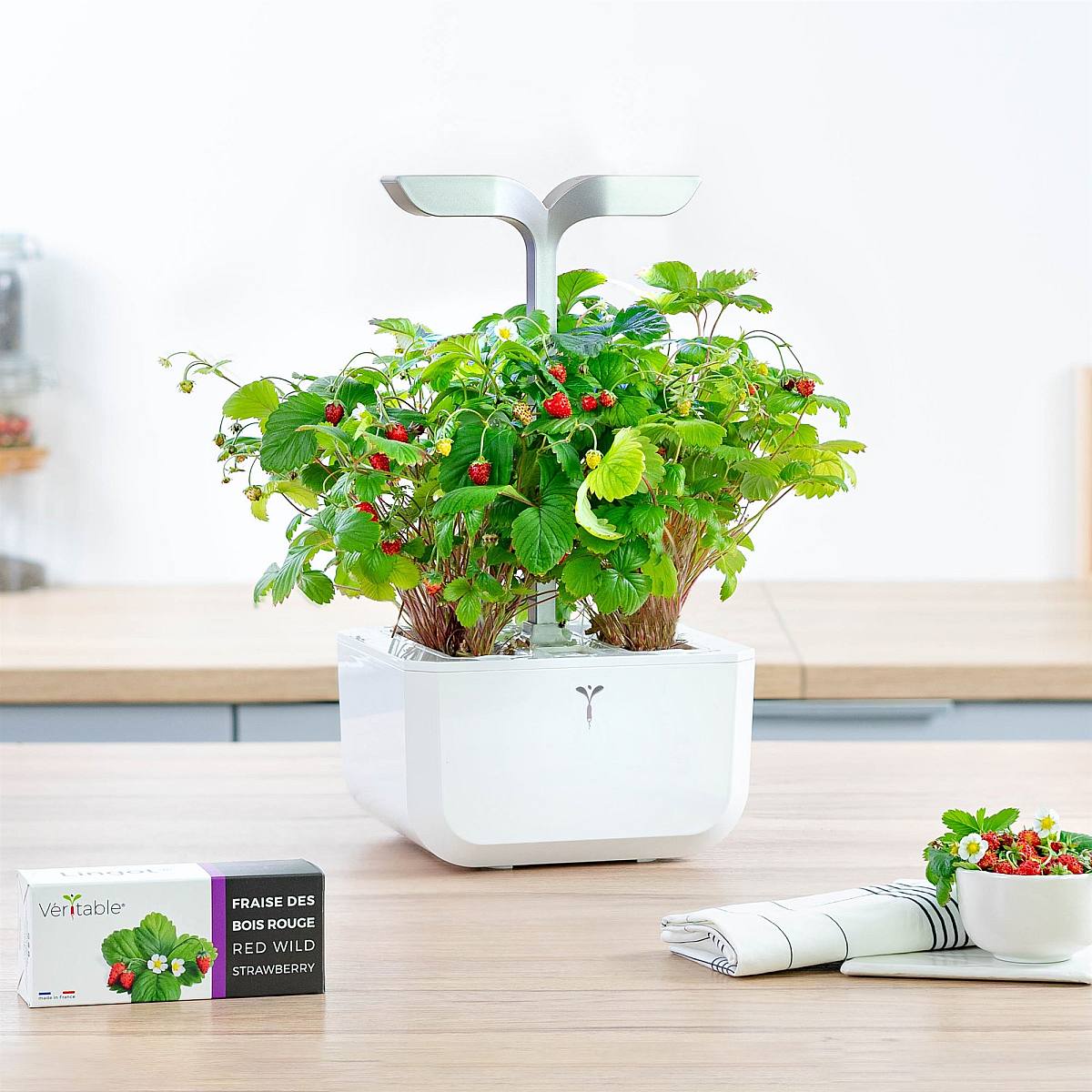 Divoké jahody Lingot picture 2