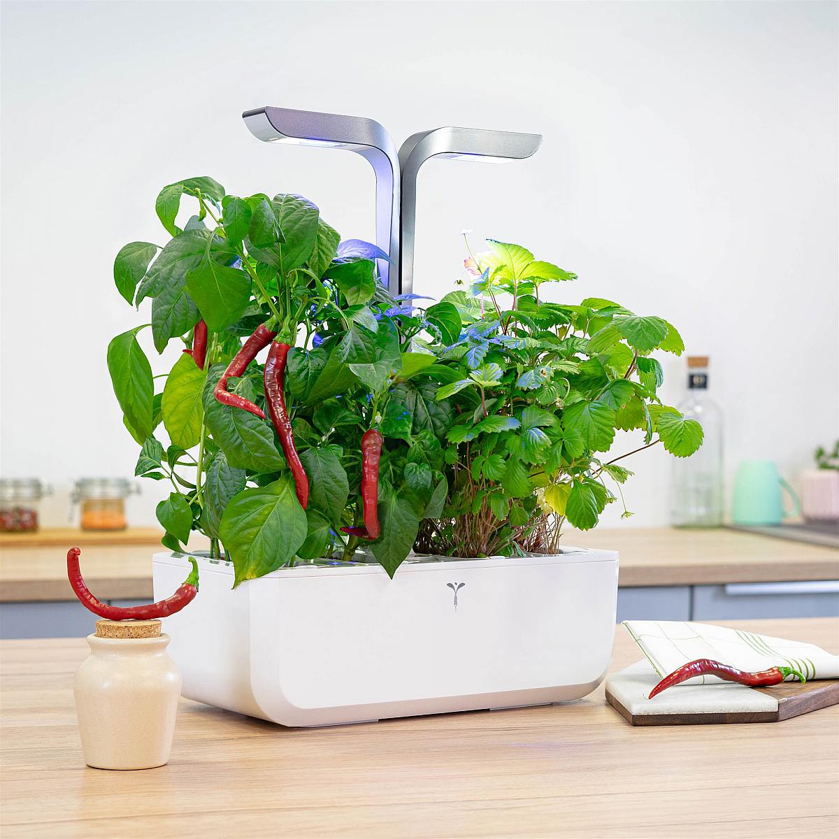 Lingot de malagueta picante picture 2