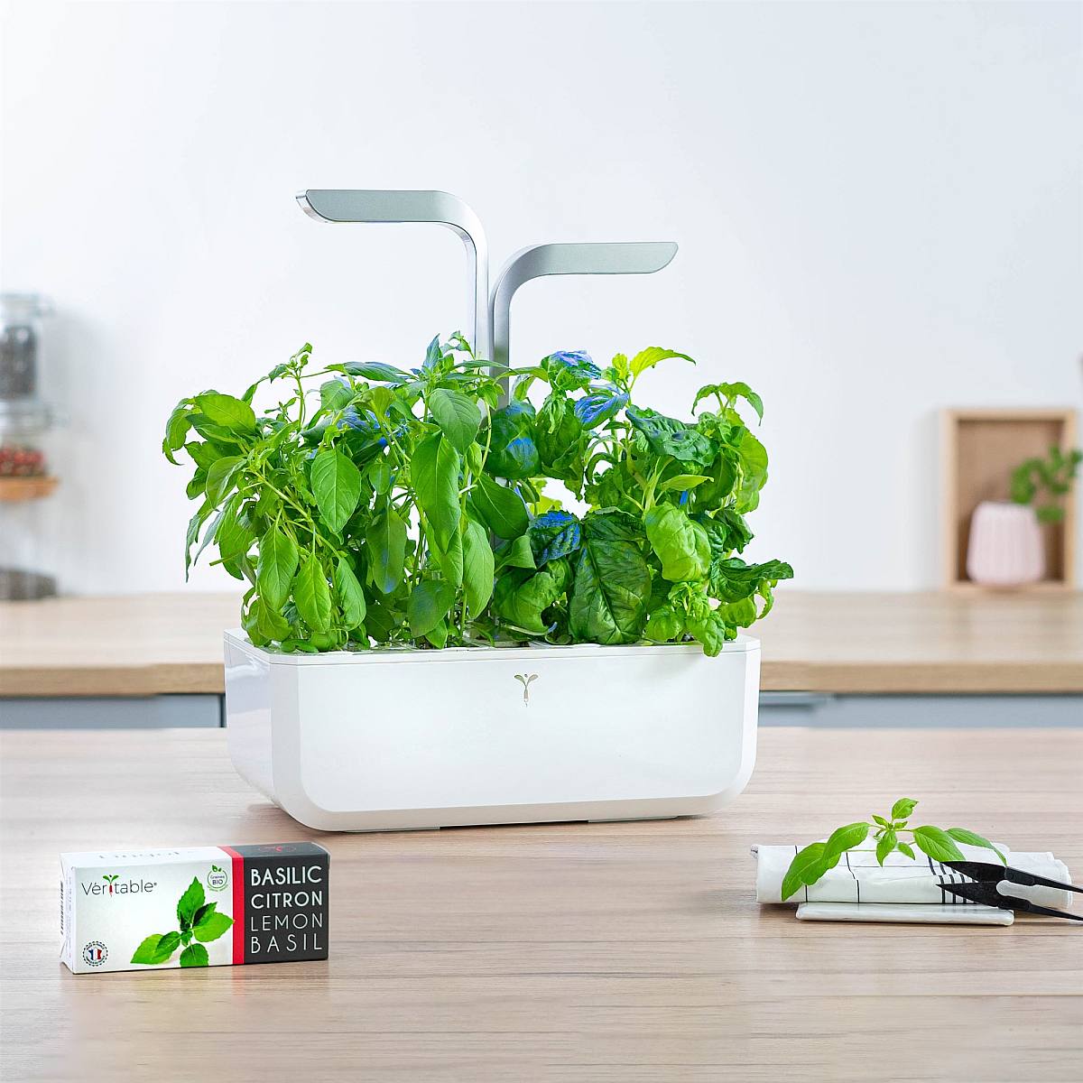 Thai Basilikum Lingot picture 2