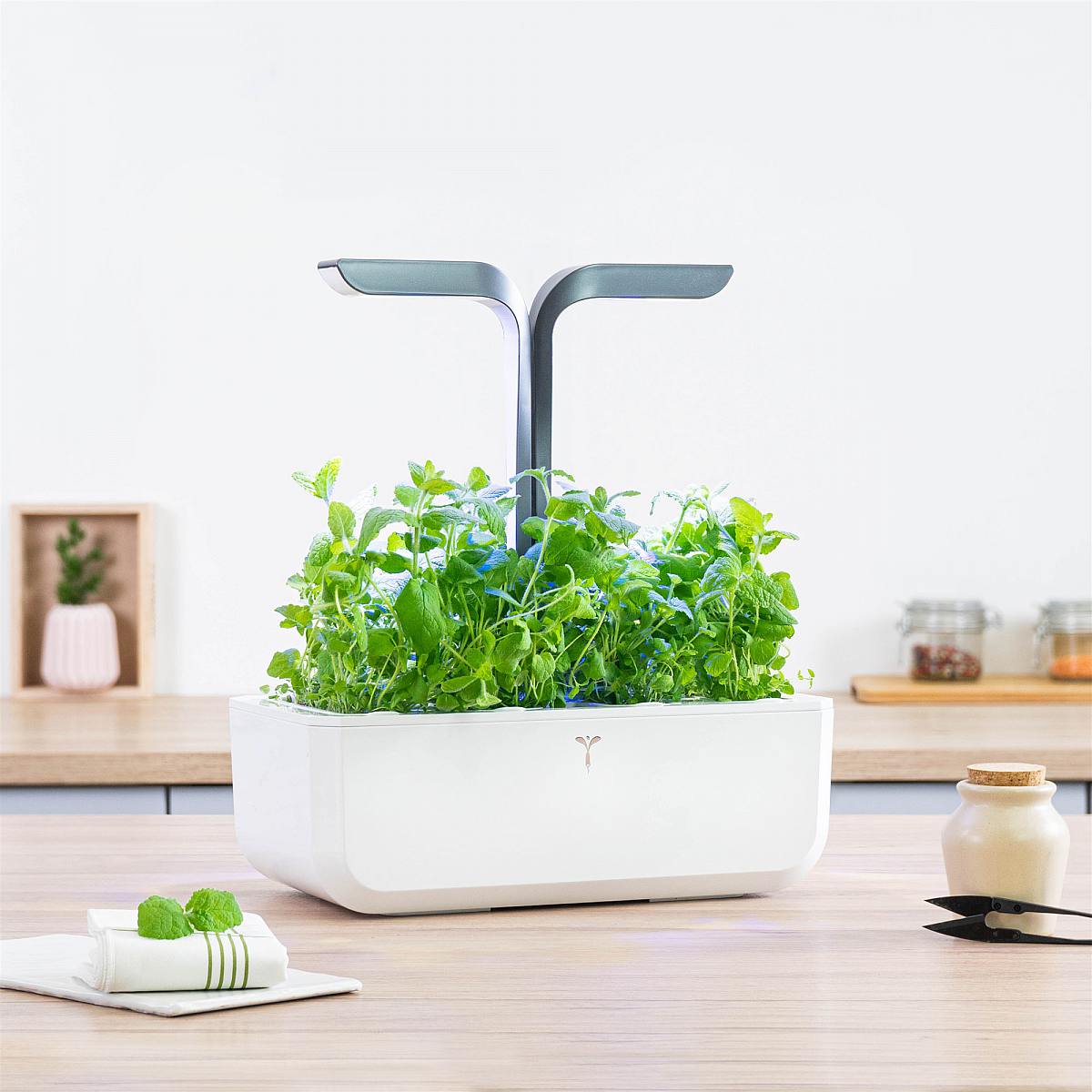 Lingot de hortelã marroquina picture 2