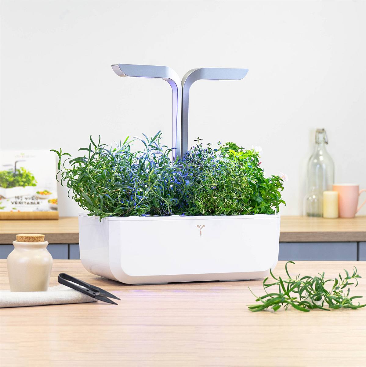 Rosemary lingot picture 2