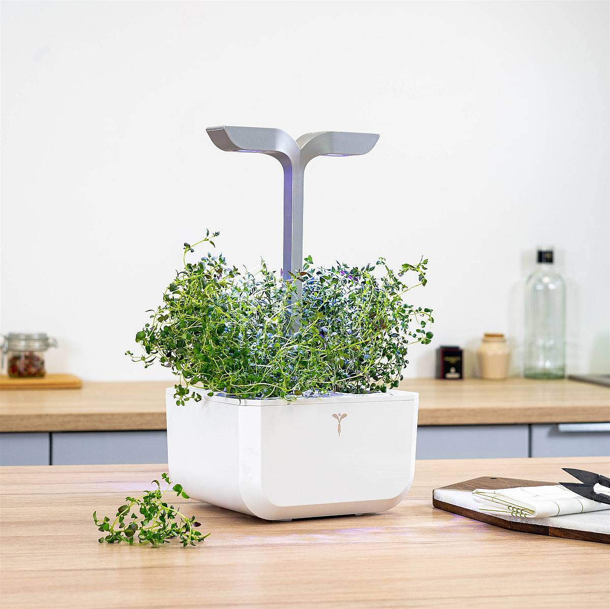 Tymiánový slitek picture 2