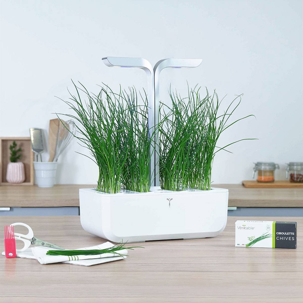 Chive Lingot picture 2