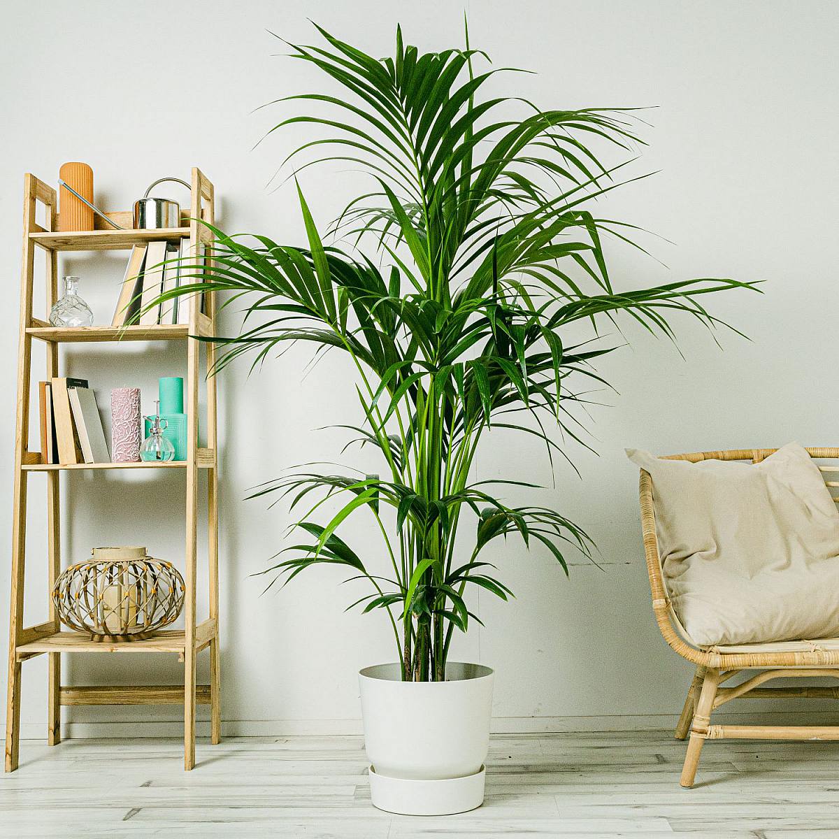 Kentia Palm - Paradijspalm picture 1