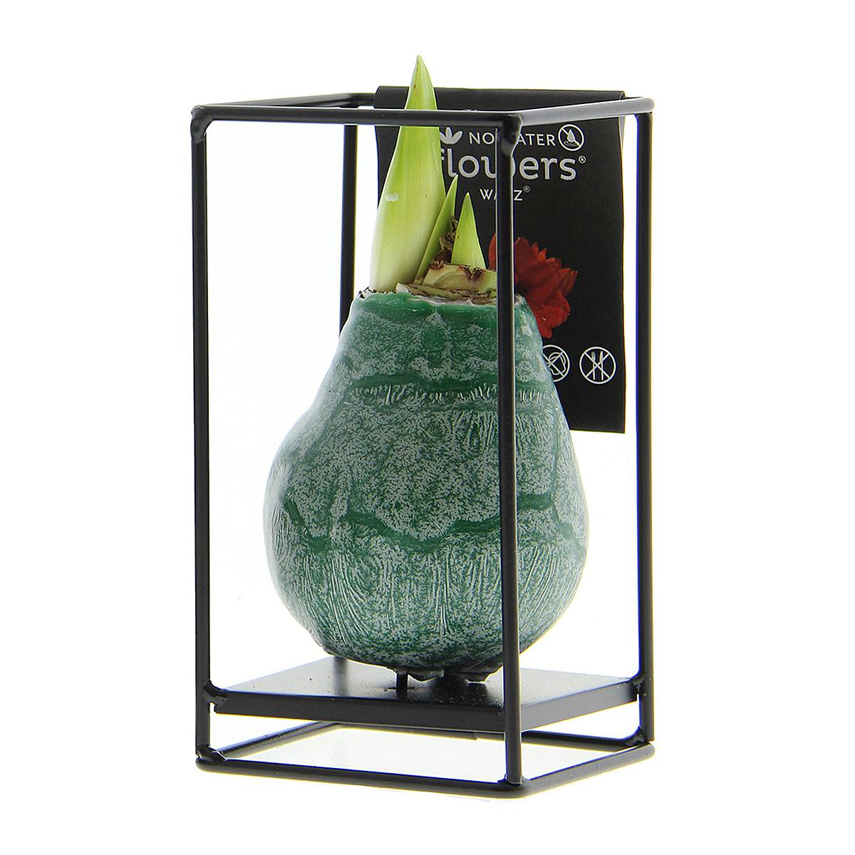 Planta de Amaryllis con Cera Verde picture 1