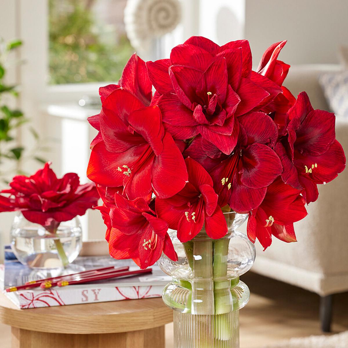 Planta de Amaryllis con Cera Verde picture 3