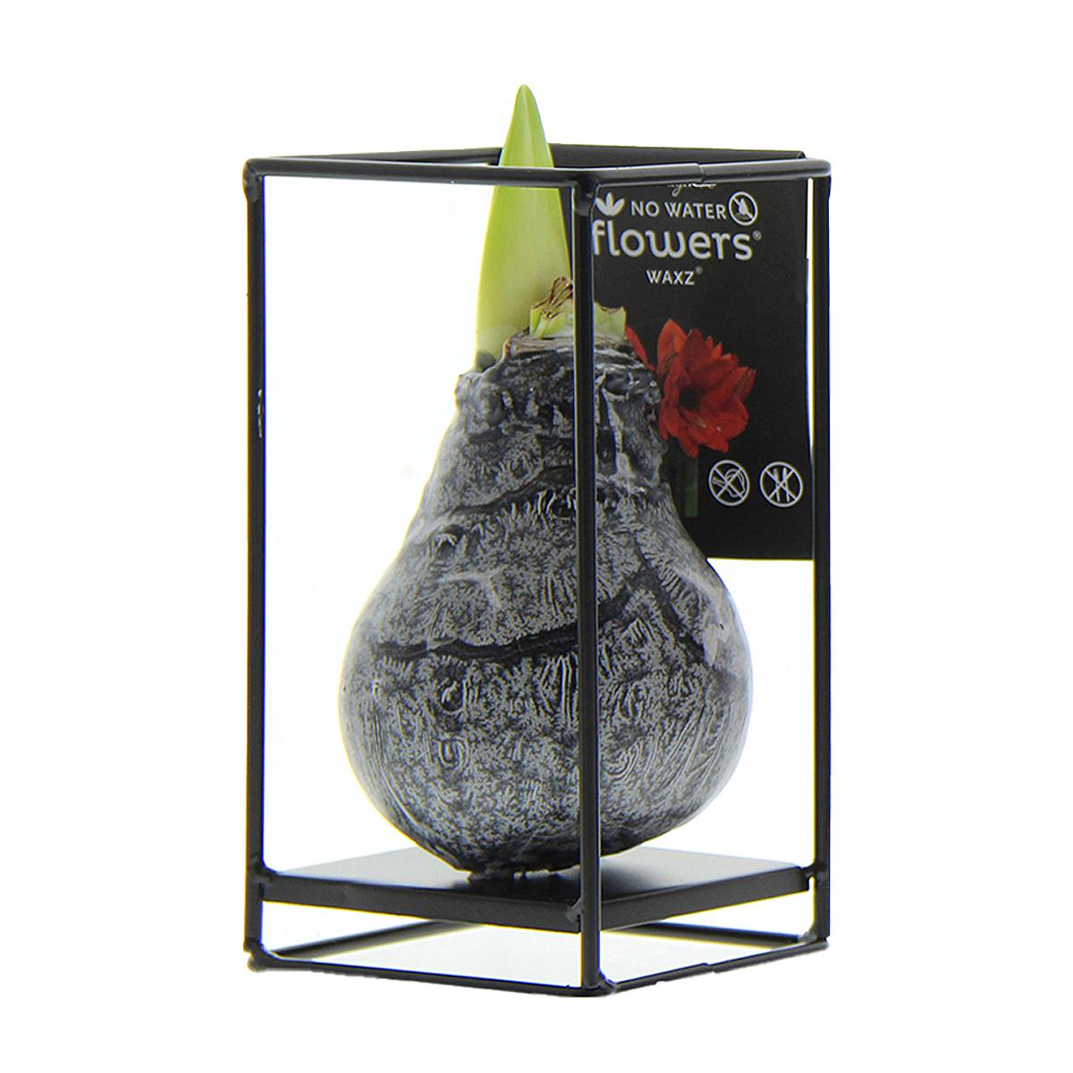 Amaryllis en Marco Negro picture 1