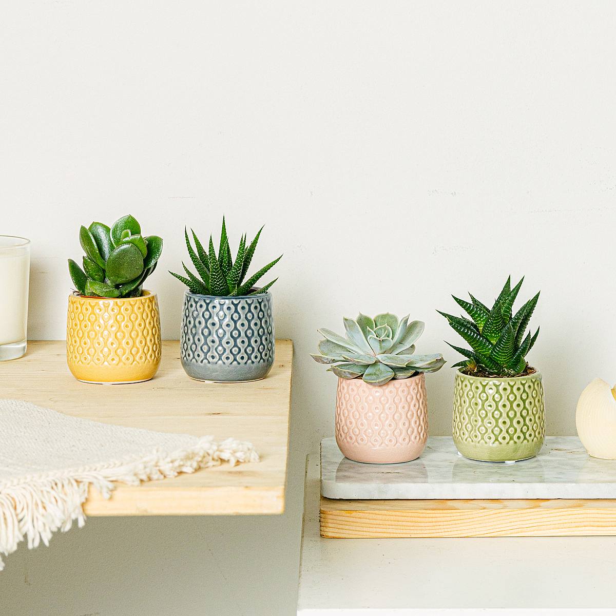 Set Rainbow 4 plantes picture 0