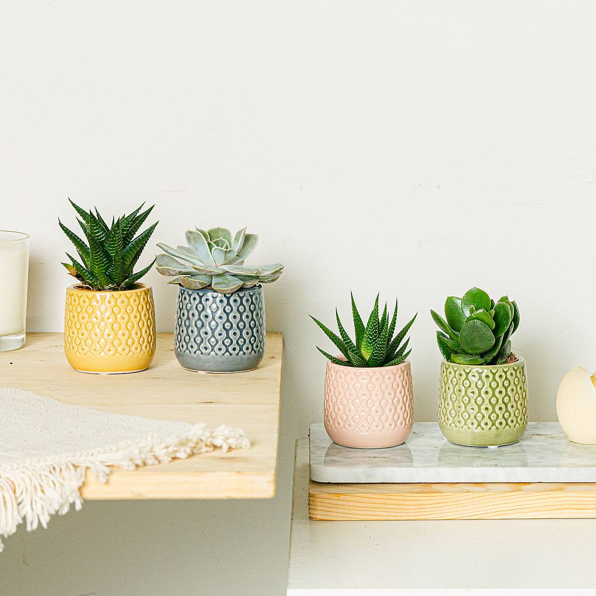 Set Rainbow 4 plantes picture 1