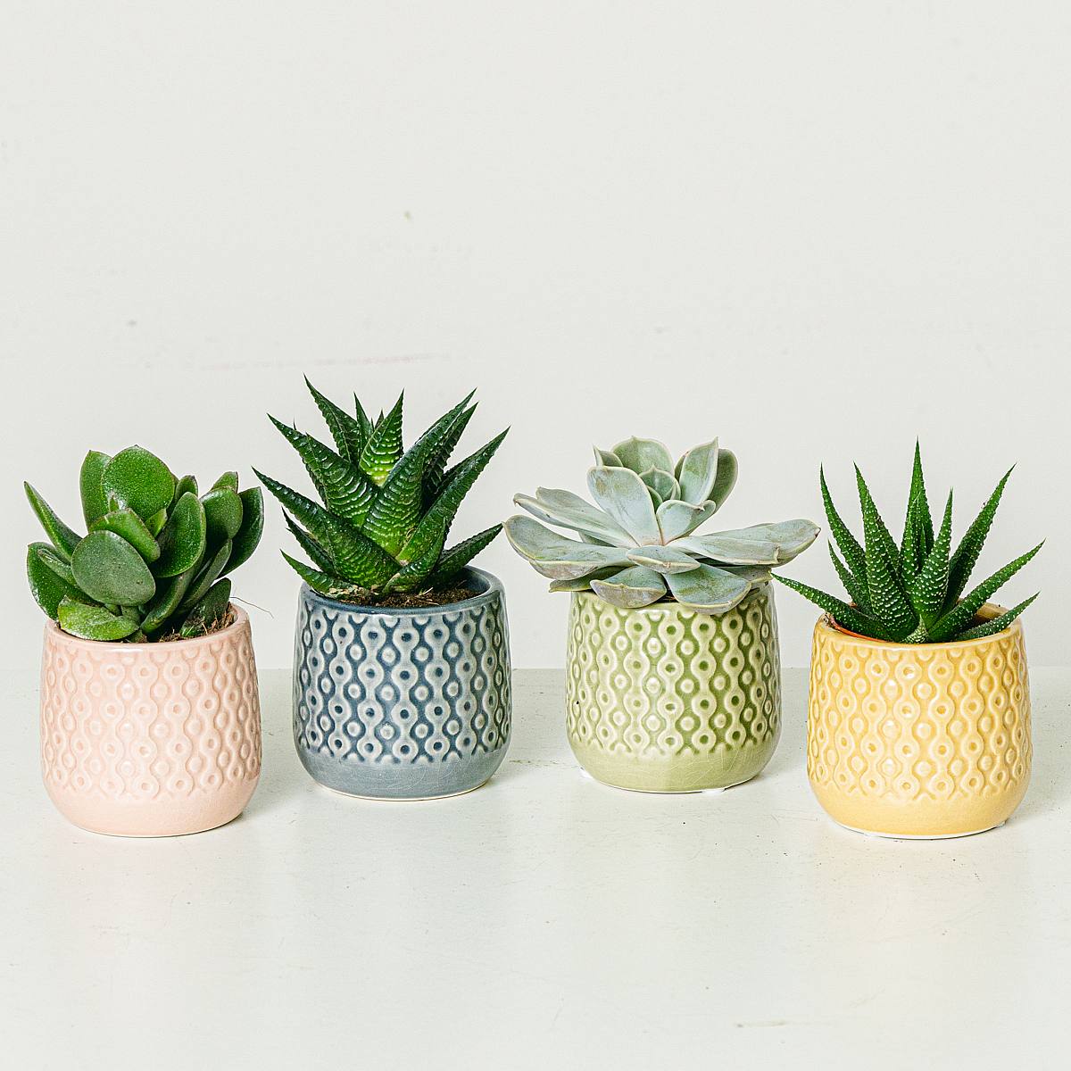 Set Rainbow 4 plantes picture 2