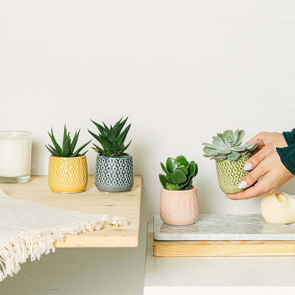 Set Rainbow 4 plantes picture 3