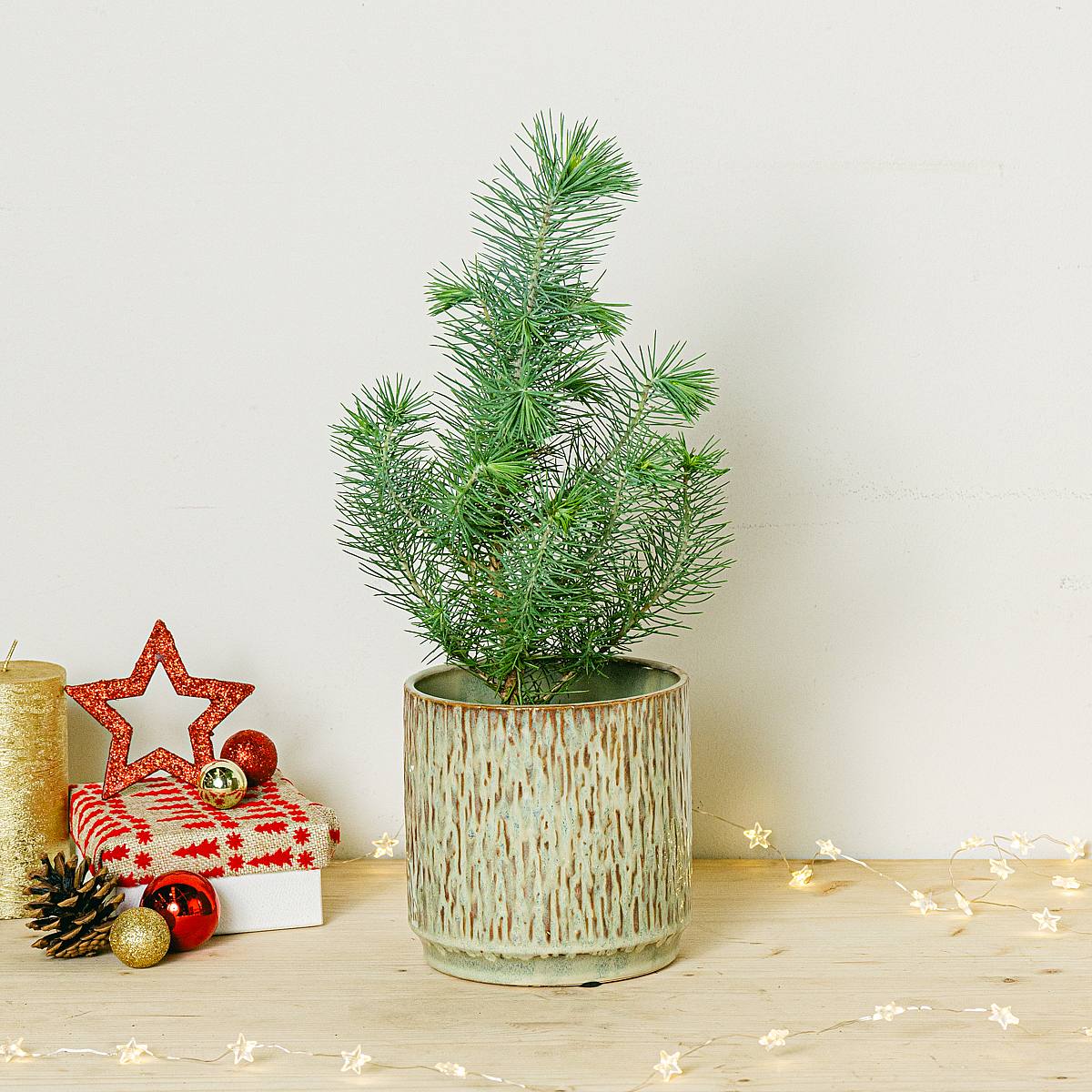 Mini Pino Natural picture 1