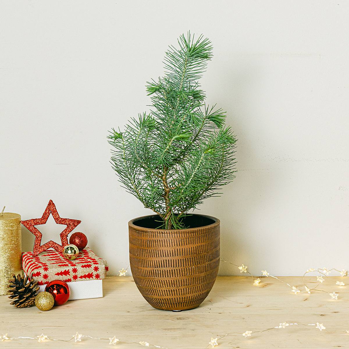 Mini Pino Natural picture 2