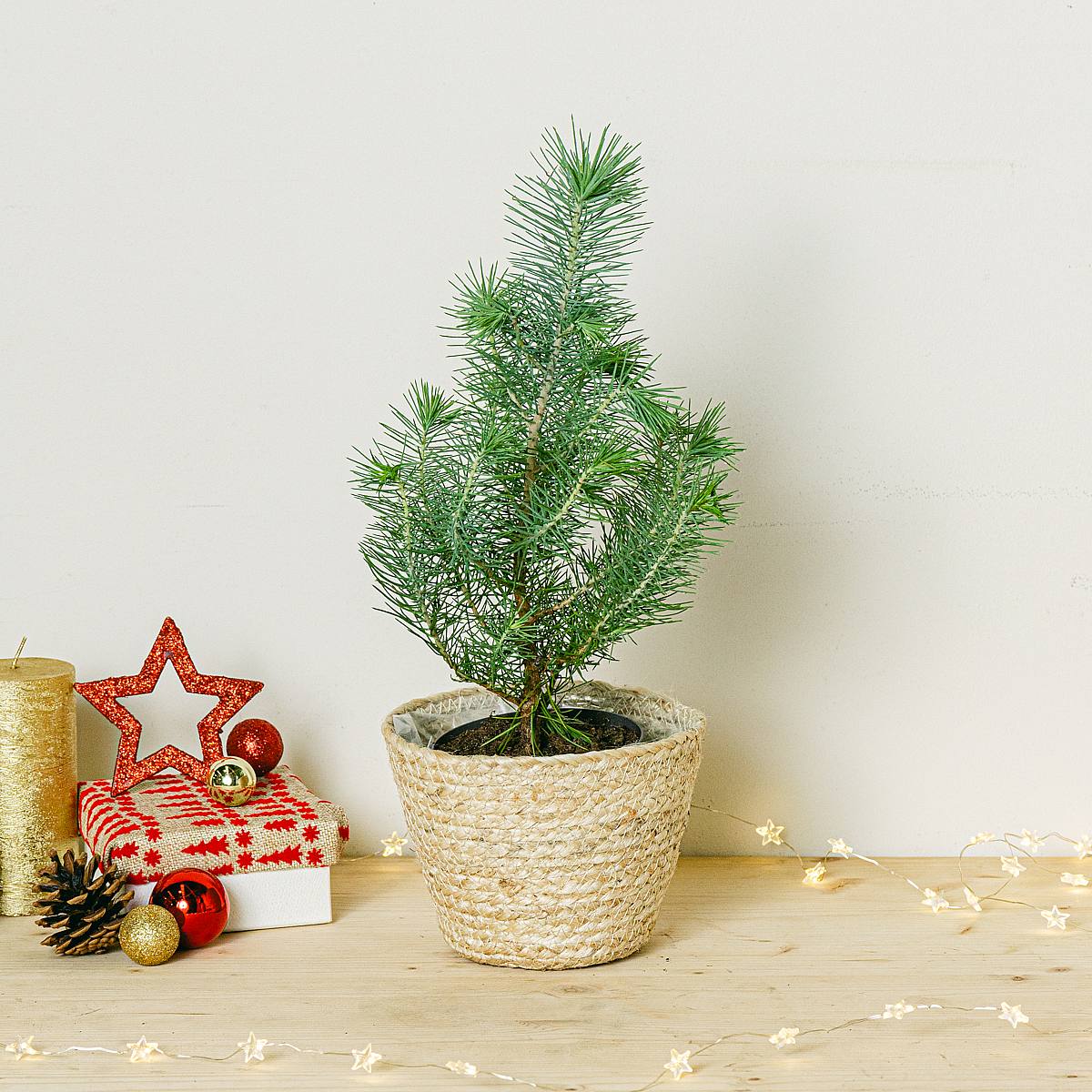 Mini Pino Natural picture 3