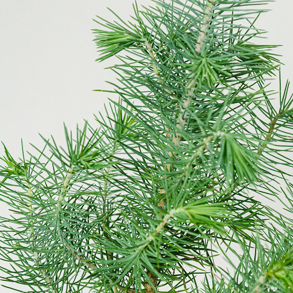 Mini Pino Natural picture 4