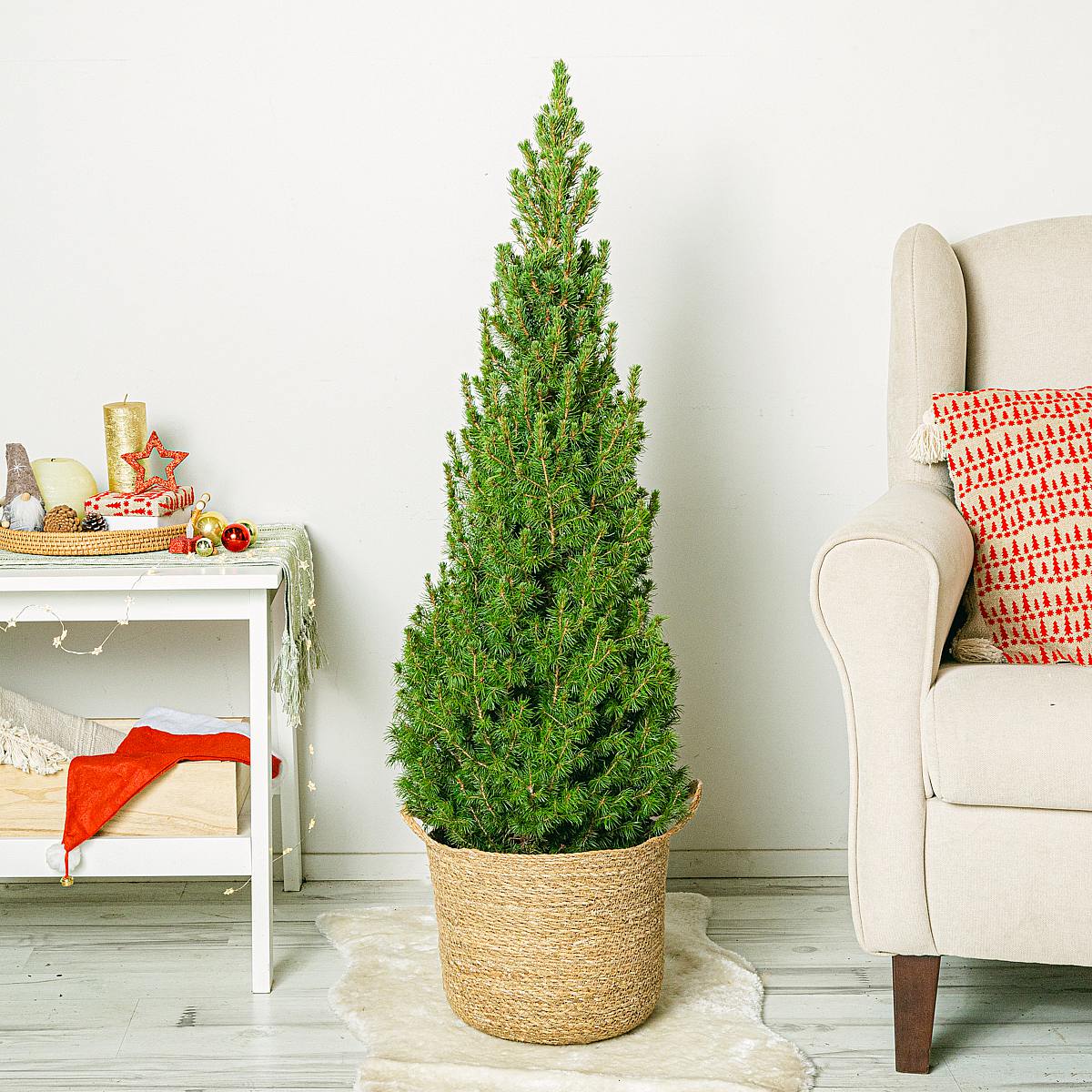 Gran glauca Super Green picture 2