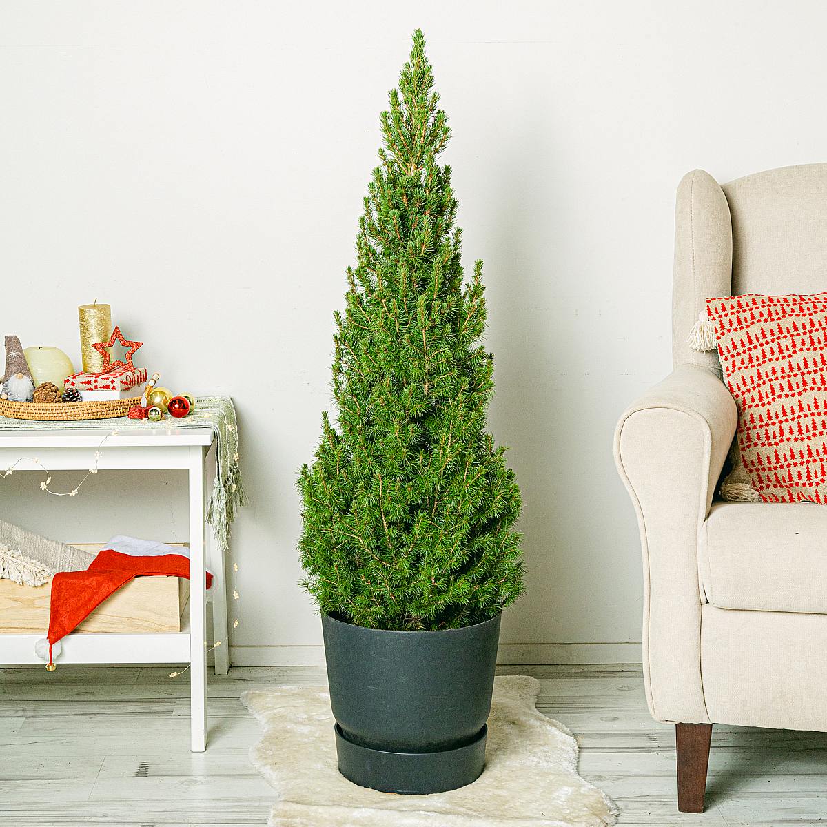 Gran glauca Super Green picture 1