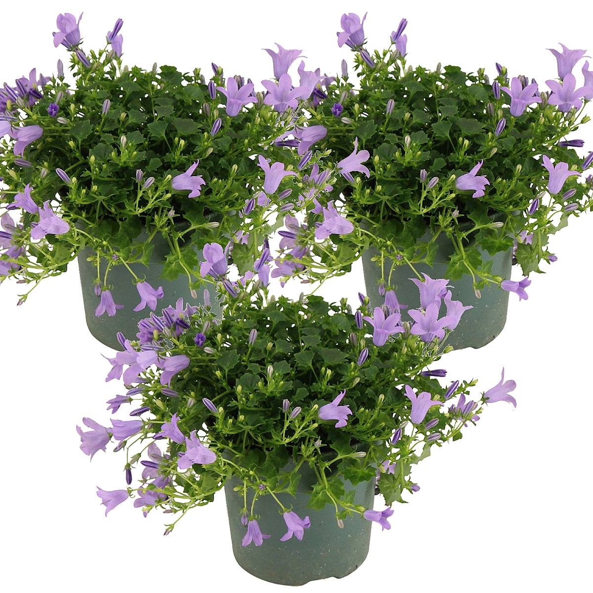 Trio Campanula Ambell picture 2