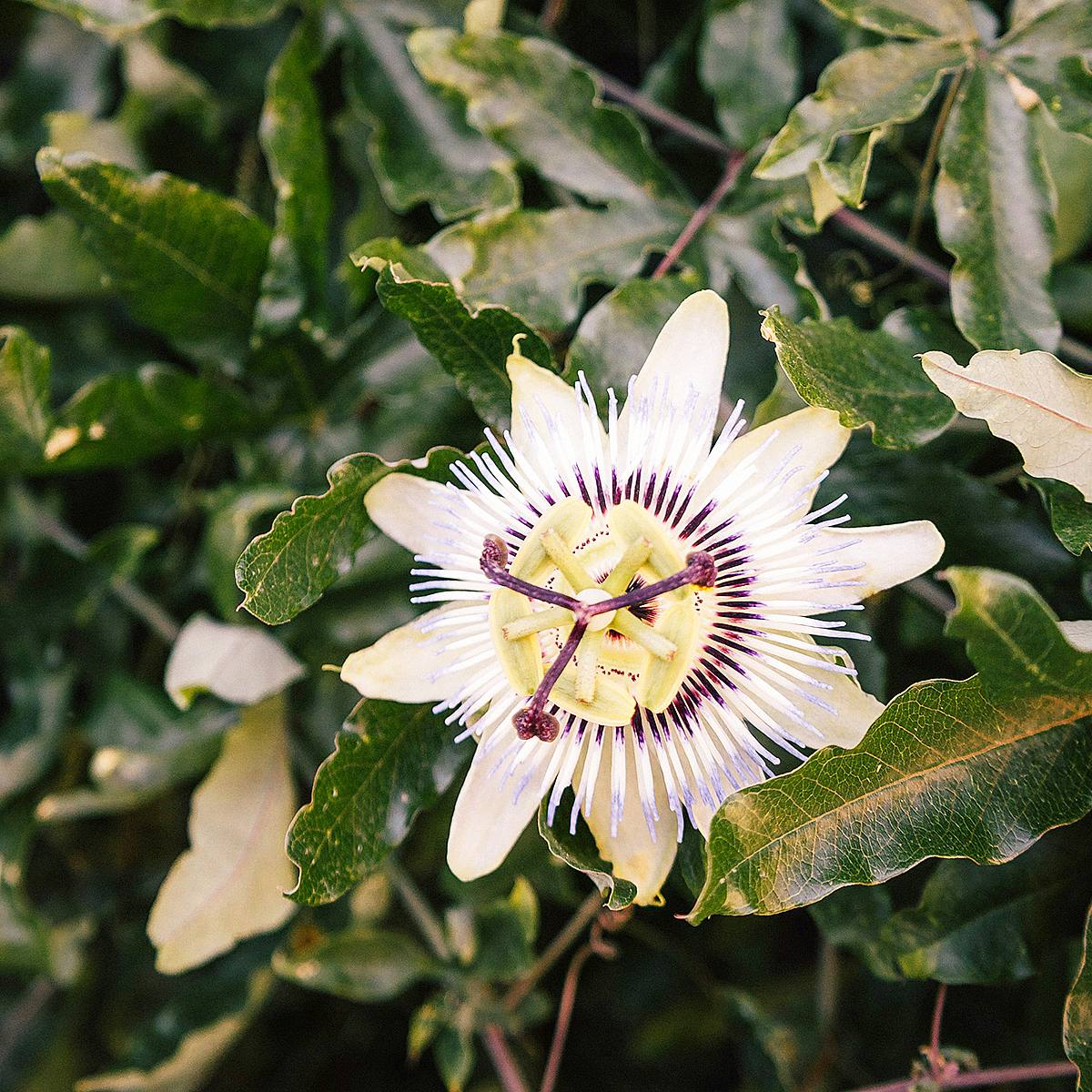 Passiflora Constance Elli picture 1