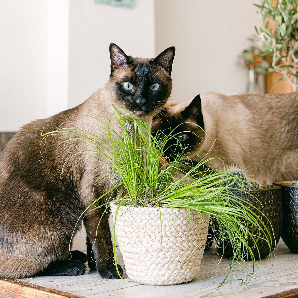 Trio Cyperus Zumula picture 2