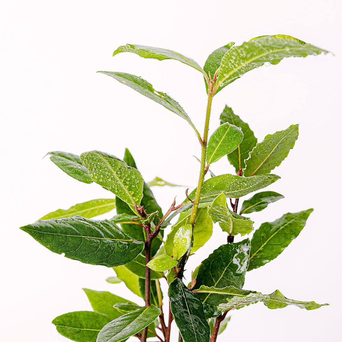 Laurus Nobilis picture 1