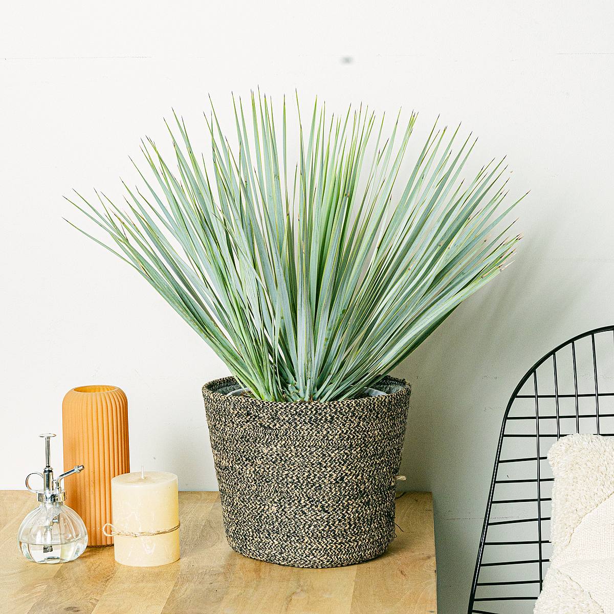 Selin Košík - L/18 cm picture 3