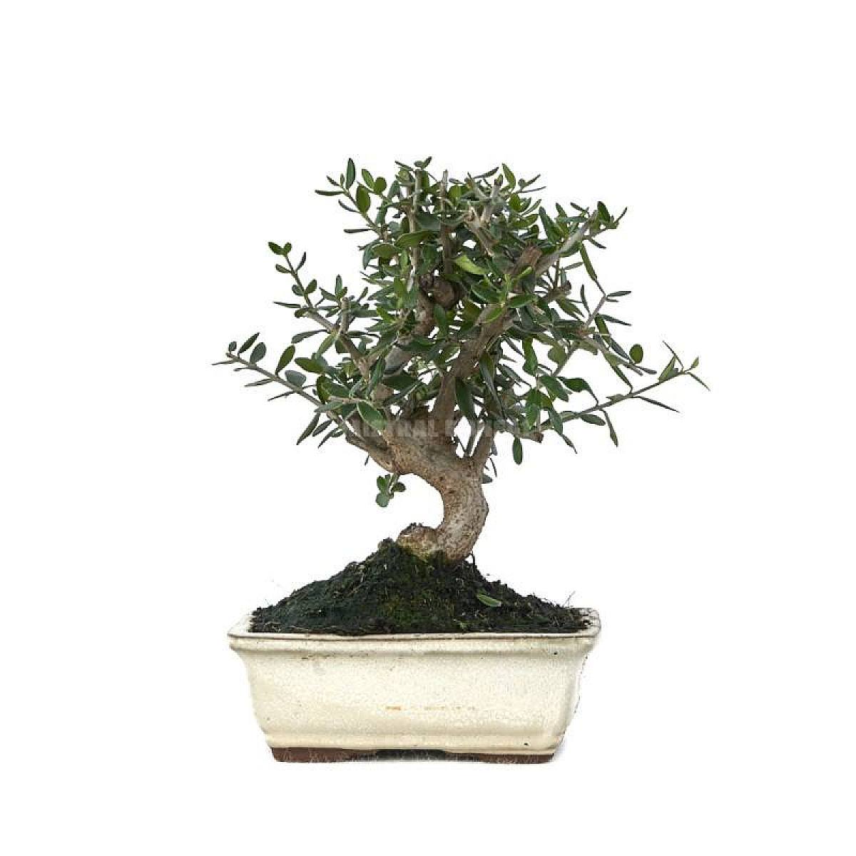 Bonsái Olea europaea sylvestris 8 años picture 2