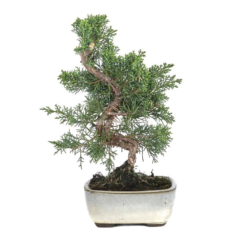 Bonsái Juniperus chinensis kyushu 8 años picture 1