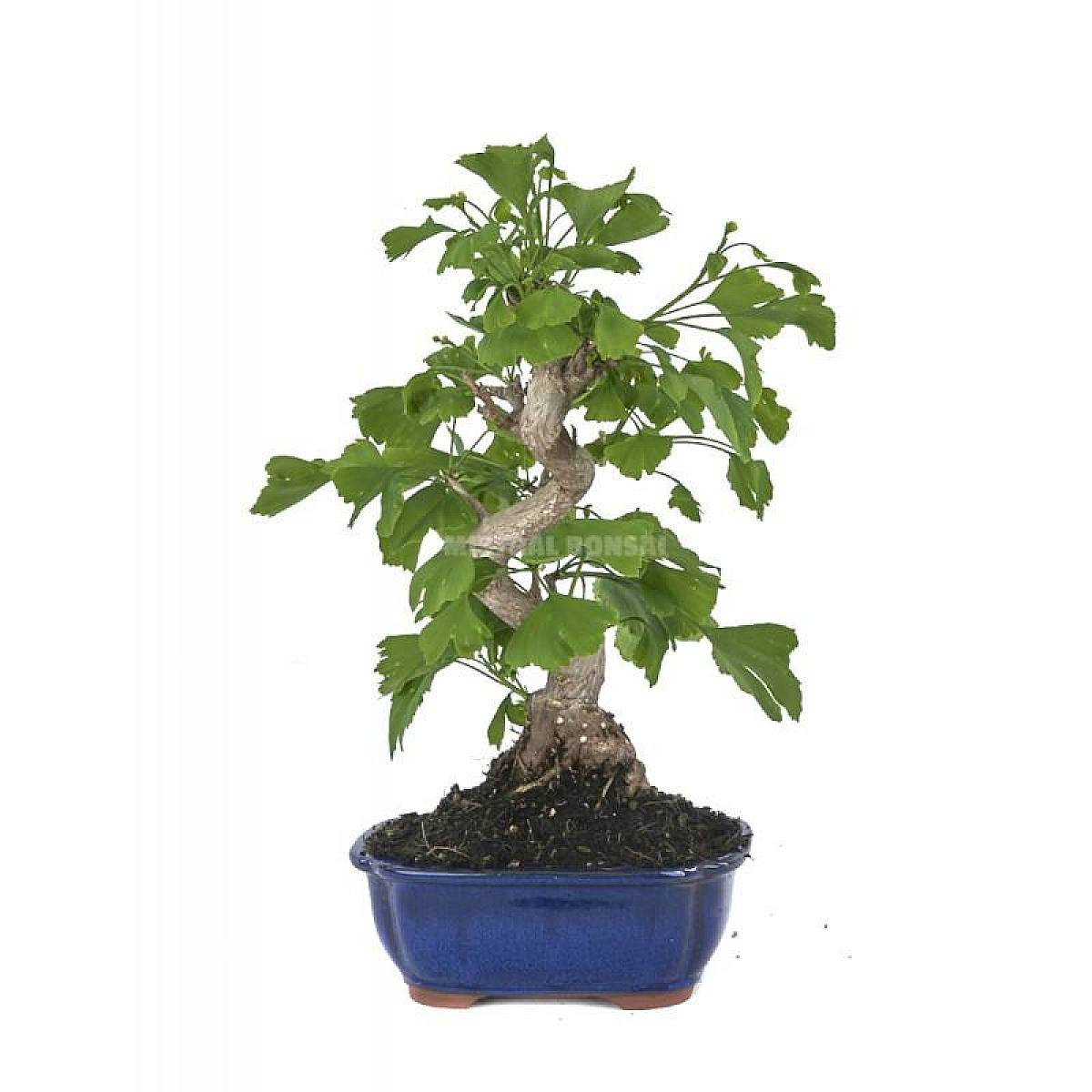 Bonsái Ginkgo biloba 14 años picture 1