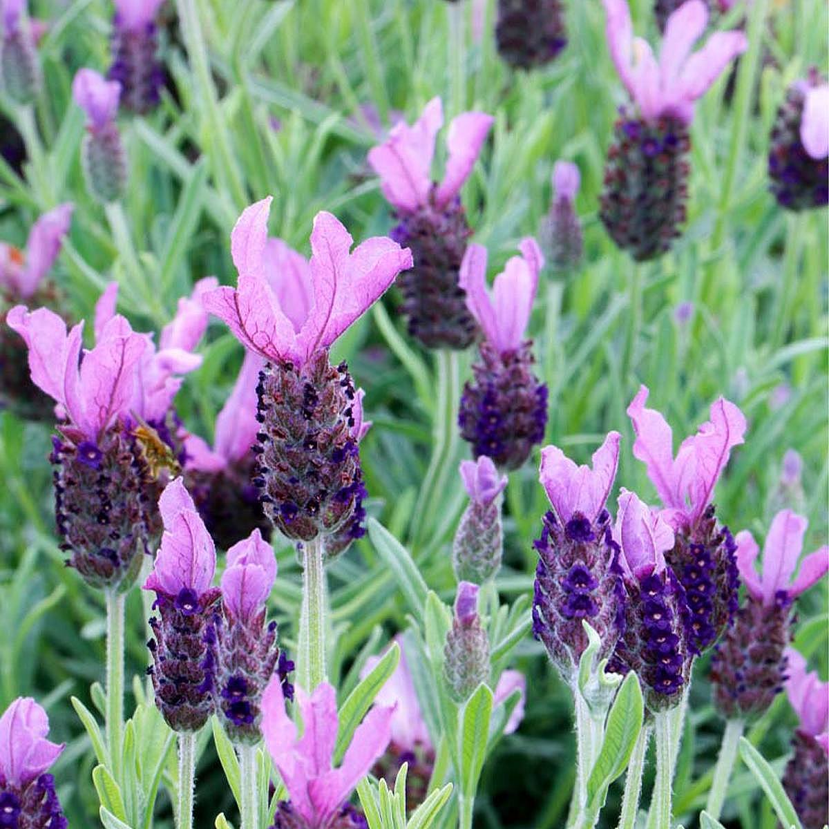 Anouk Lavanda picture 2