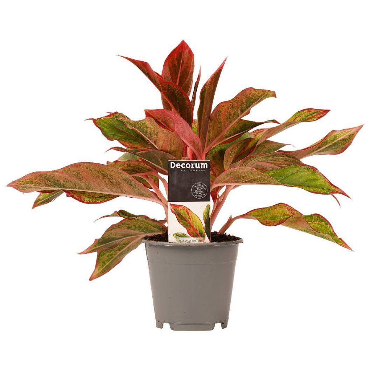 Aglaonema Creta picture 1