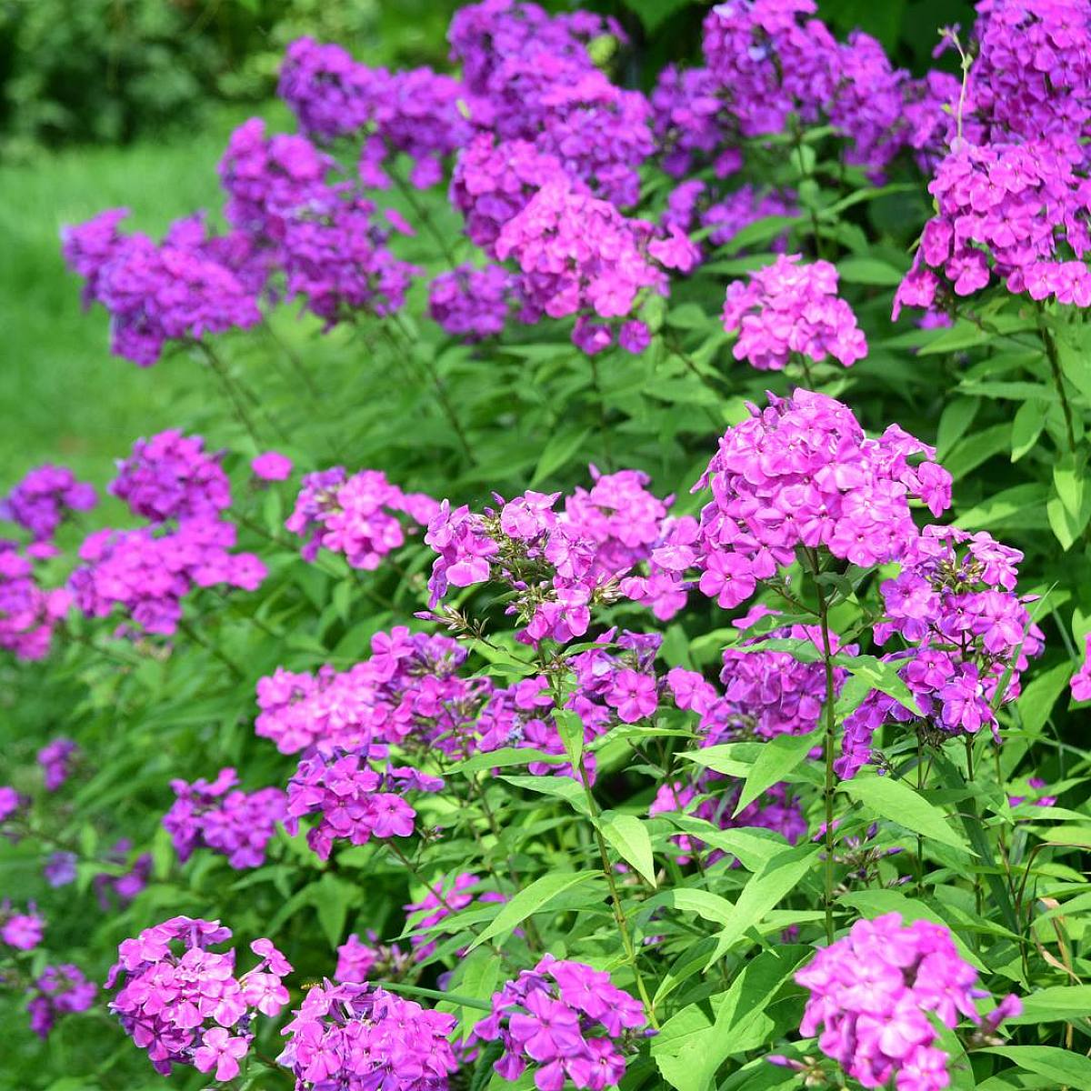 3 x Phlox paniculata 'Laura' picture 3