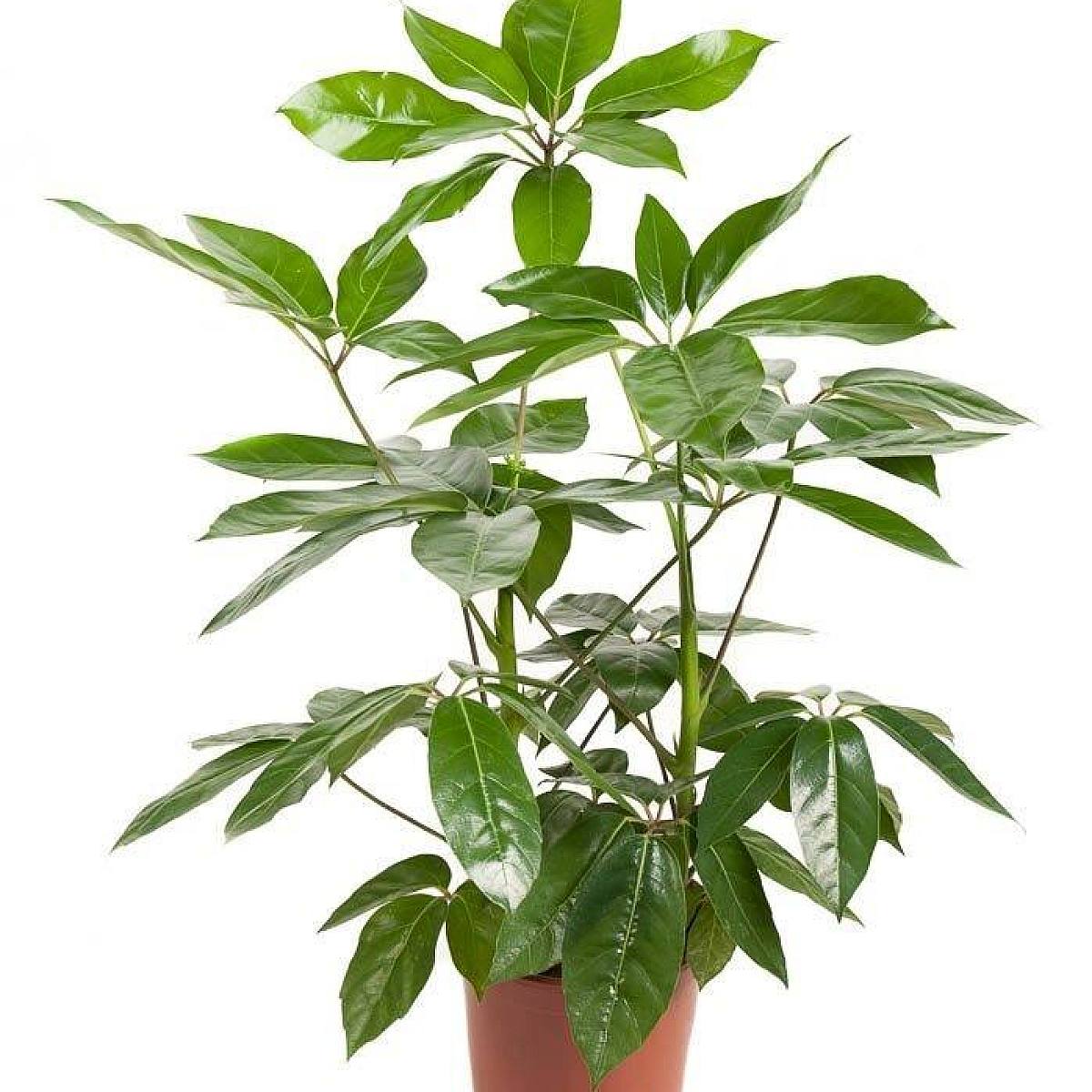 Schefflera Amate Delight picture 1
