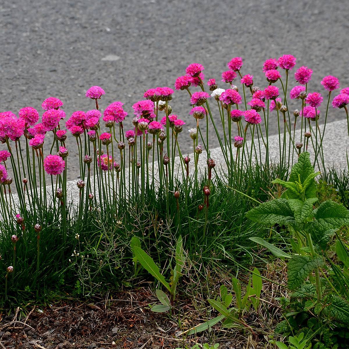 3 x Armeria Abbey Rose picture 1