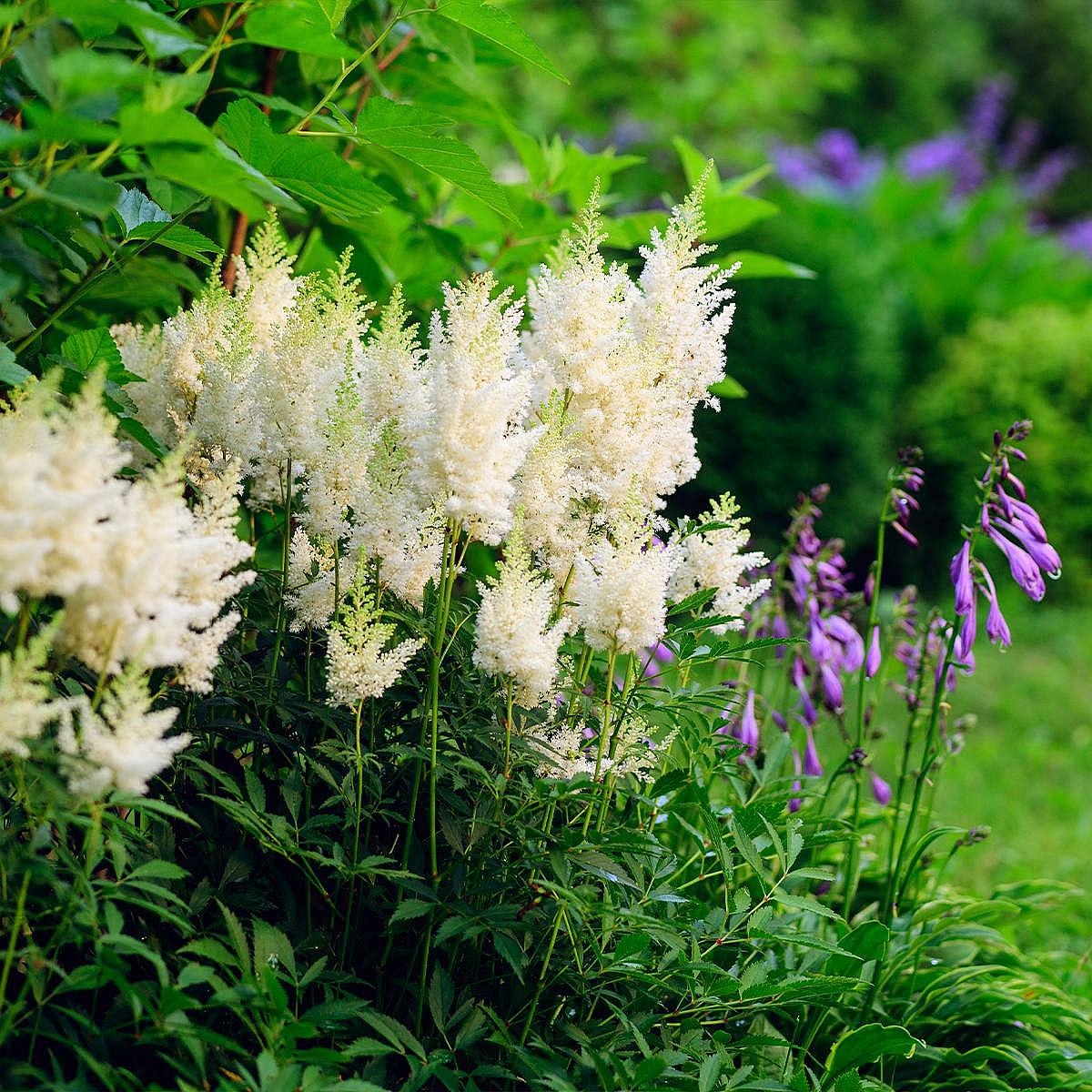 3 X Vit Astilbe picture 1