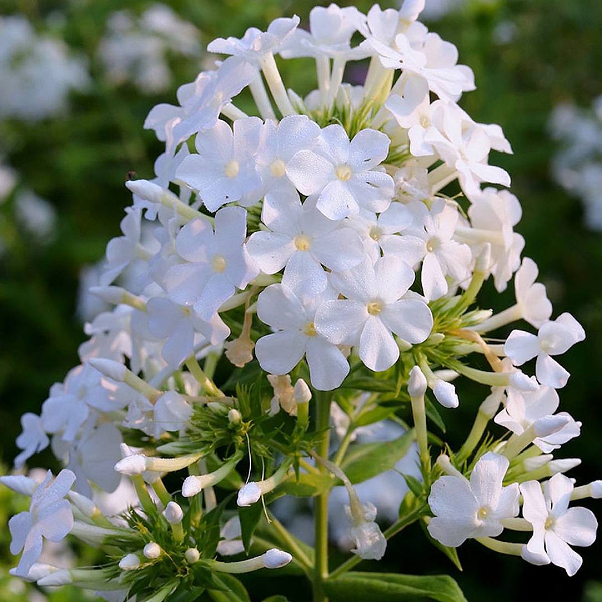 3 x Phlox paniculata 'David' picture 2