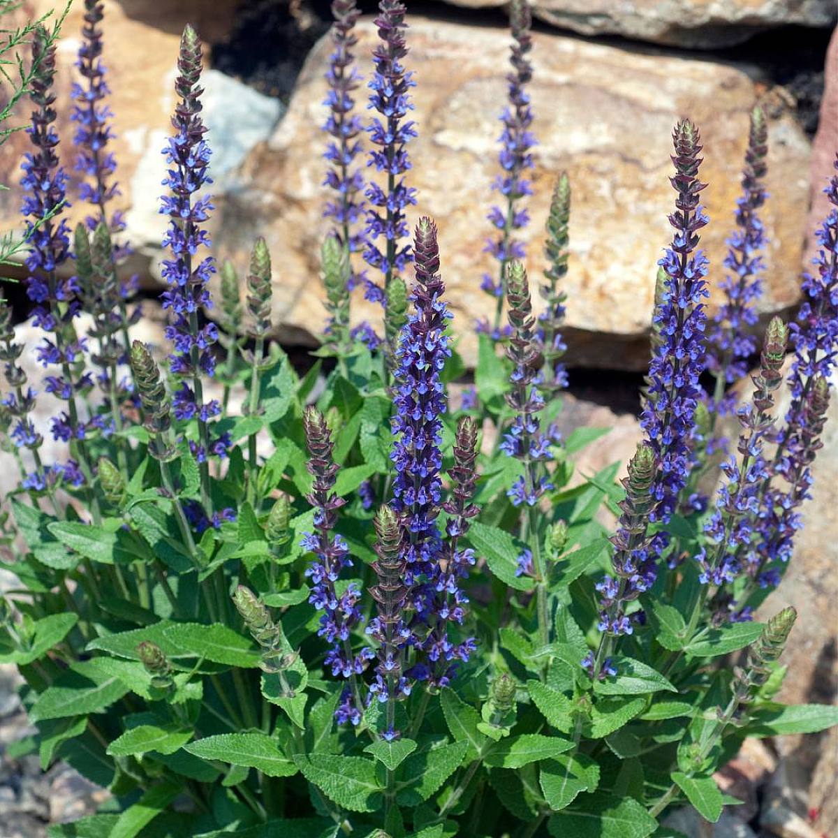 3 x Salvia nemorosa 'Ostfriesland' picture 2