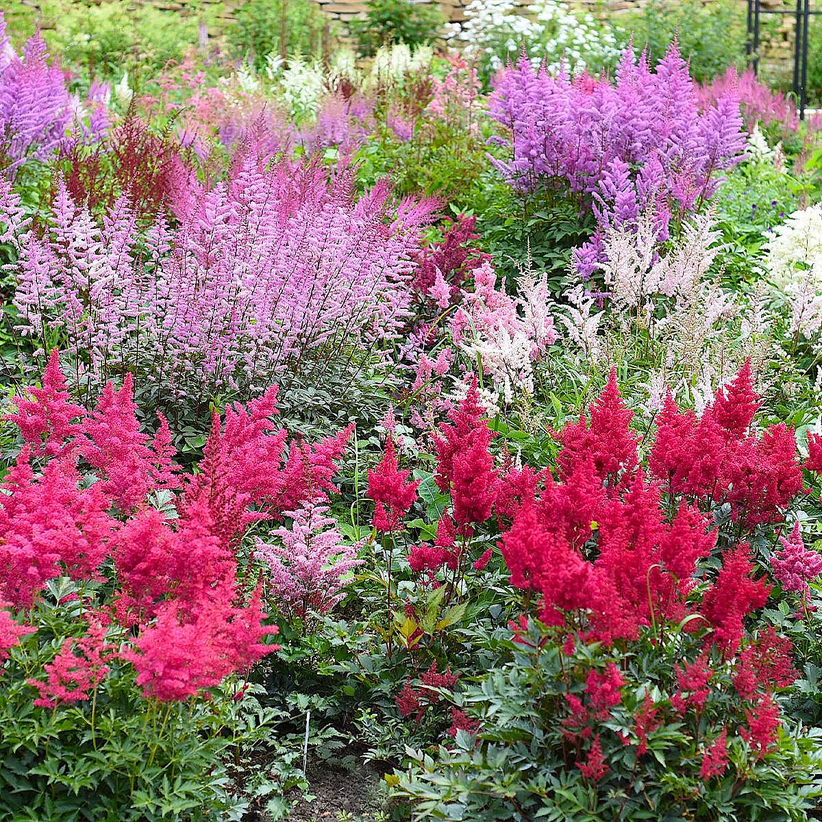 3 X Astilbe 'Fanal' picture 1