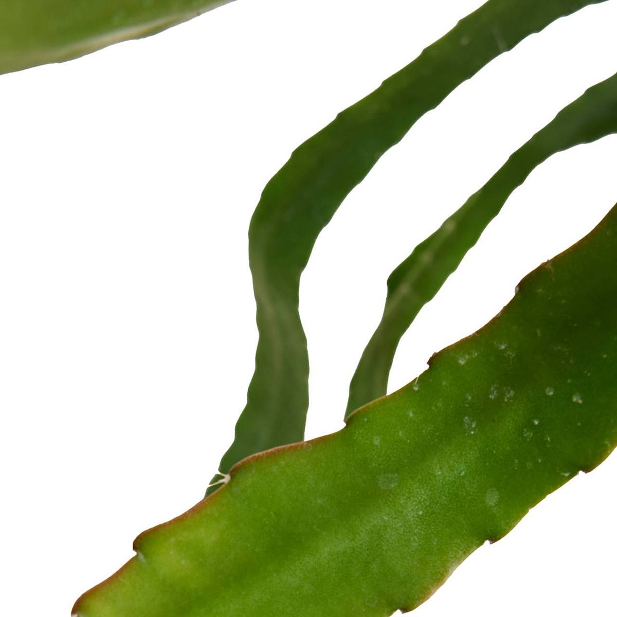 Epiphyllum Red Tip picture 1