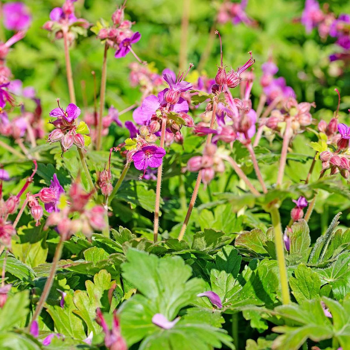 3 x Geranium Cant Cambridge picture 2